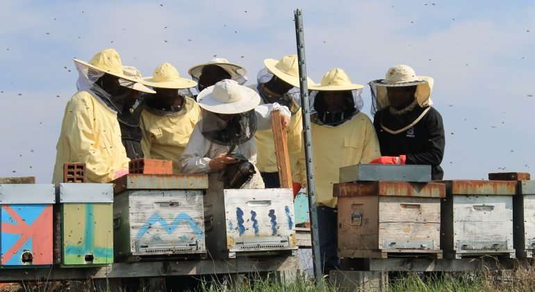 Clima “impazzito” sconvolge le api e riduce la produzione di miele