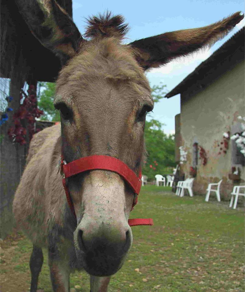 A Serralunga gli asini sono in festa