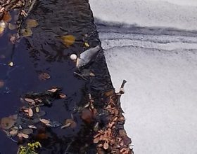 Moria pesci nel Ghisone causata da cloruri e solfati