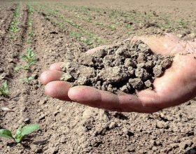 Con la siccità a rischio quasi il 40% delle piante da foraggio: Confagricoltura chiede stato calamità