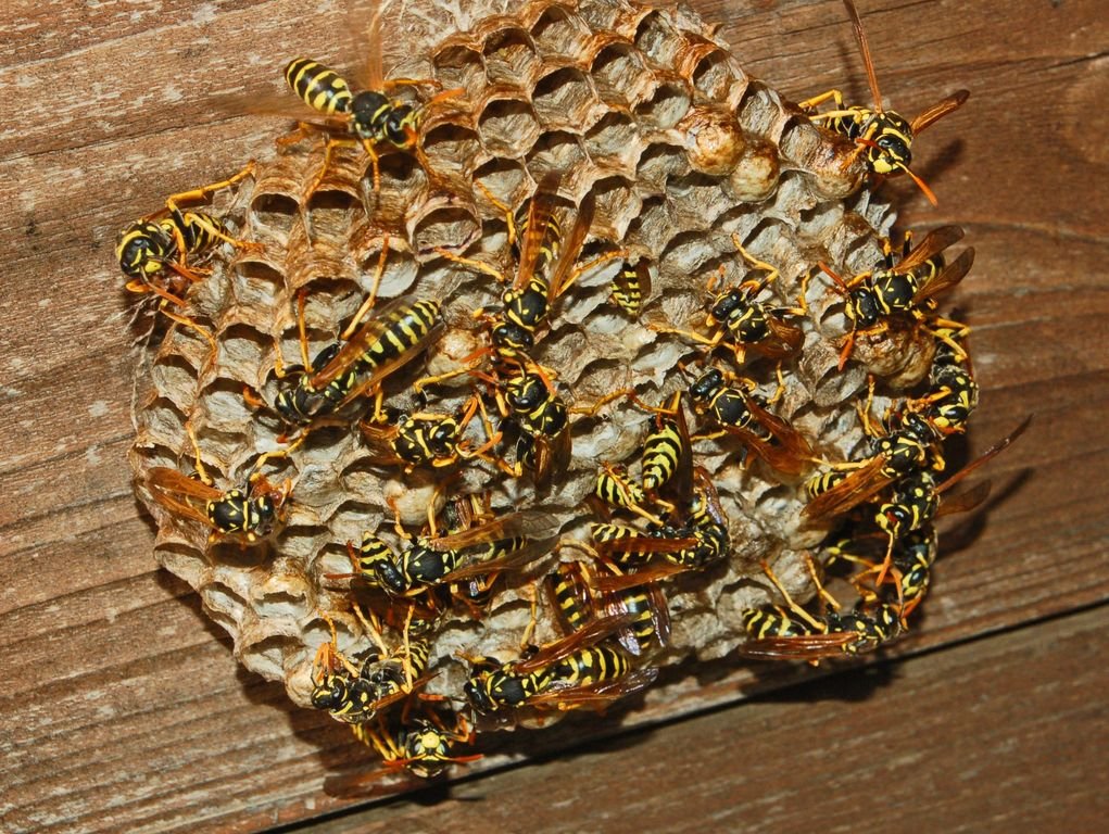 Nidi di vespe e calabroni: una mano anche dai volontari Aib