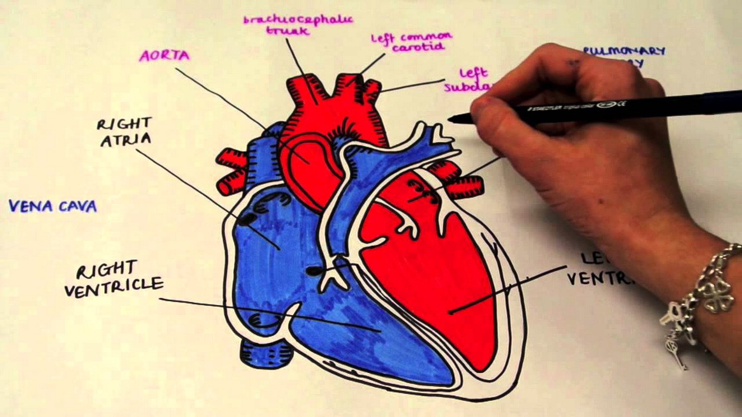 Dal 12 febbraio il servizio “Cardiologie aperte” per avere informazioni sulla salute del cuore