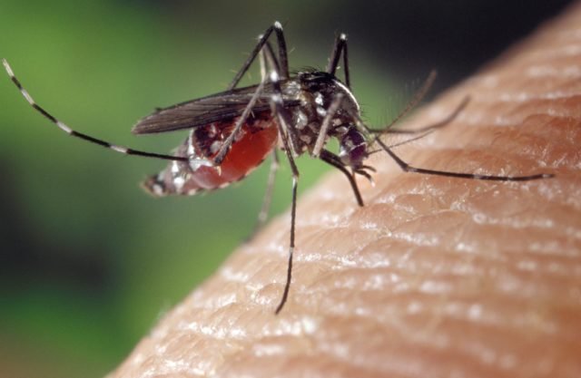 Quarantuno Comuni del Monferrato uniti nella lotta alle zanzare