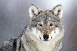 Una capra uccisa e continui avvistamenti: i lupi preoccupano