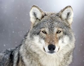 Una capra uccisa e continui avvistamenti: i lupi preoccupano
