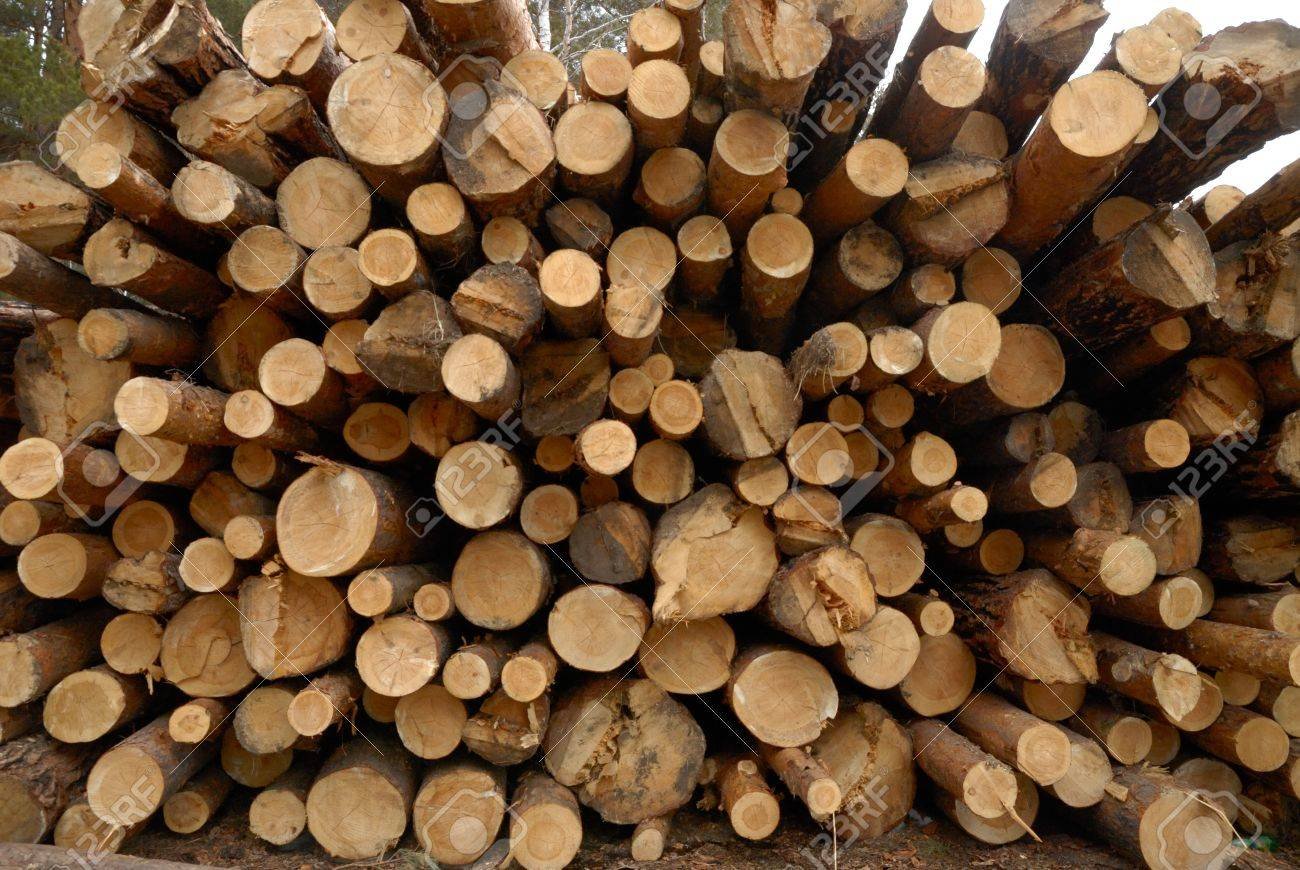 Manutenzione Parco dello Scrivia: a disposizione il legname raccolto