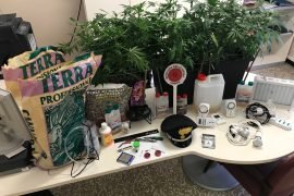 Un viavai in casa svela la coltivazione di cannabis