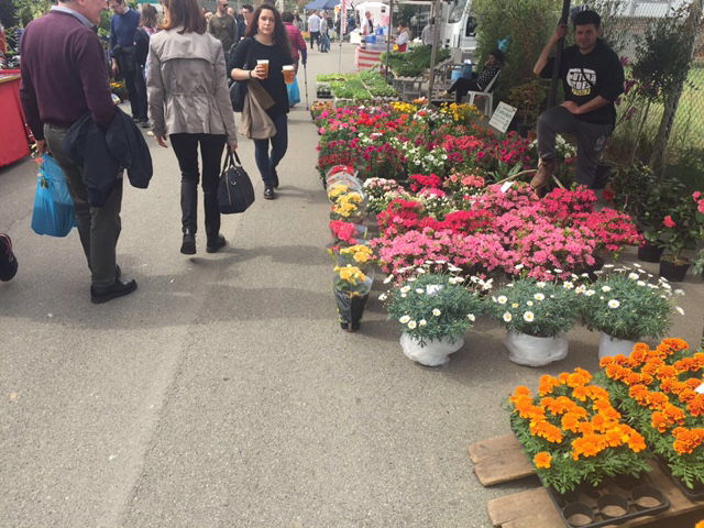 Torna la primavera, torna “Frascaro in fiore”