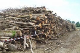 Più di 8 mila quintali di tronchi tagliati senza permesso: due denunce