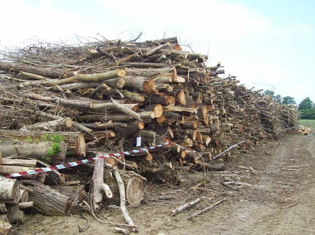 Più di 8 mila quintali di tronchi tagliati senza permesso: due denunce