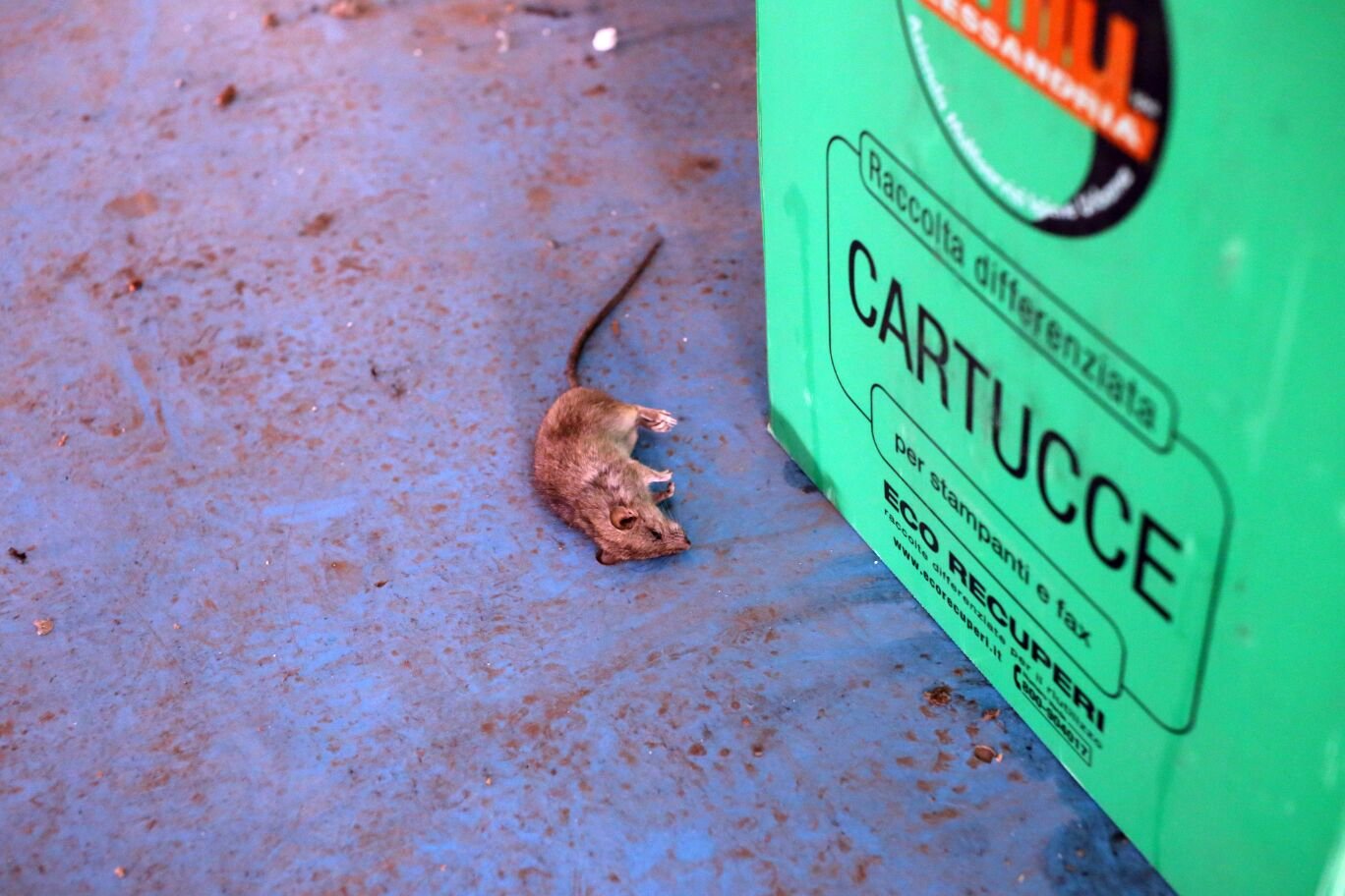 Impiegati disperati: piovono topi morti dal tetto