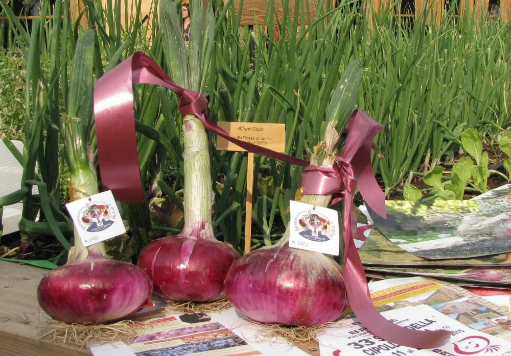 Sagra della Cipolla Rossa di Breme: una festa culinaria imperdibile per scoprire la Dolcissima