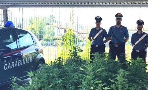Carabinieri scoprono coltivazione di cannabis in un giardino