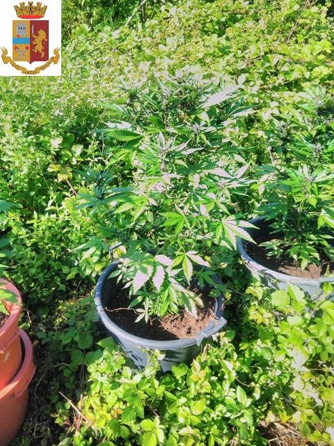 Sei piante di marijuana sequestrate dalla Polfer