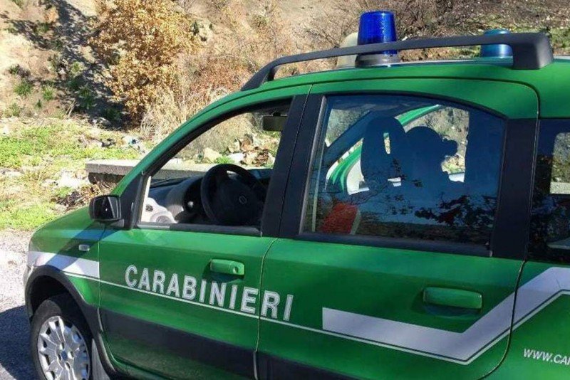 Tenuti in cattive condizioni: 6 cani salvati da Carabinieri e Asl