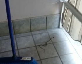 Dalla scopa sbuca una piccola biscia