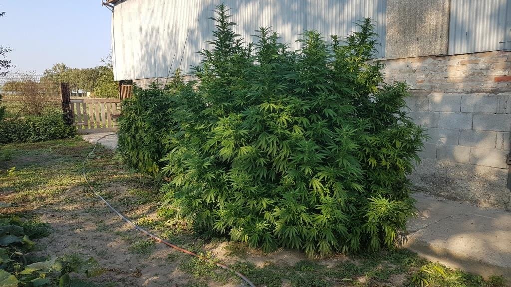 Scoperta maxi piantagione di cannabis nel tortonese: 130 chili di piante