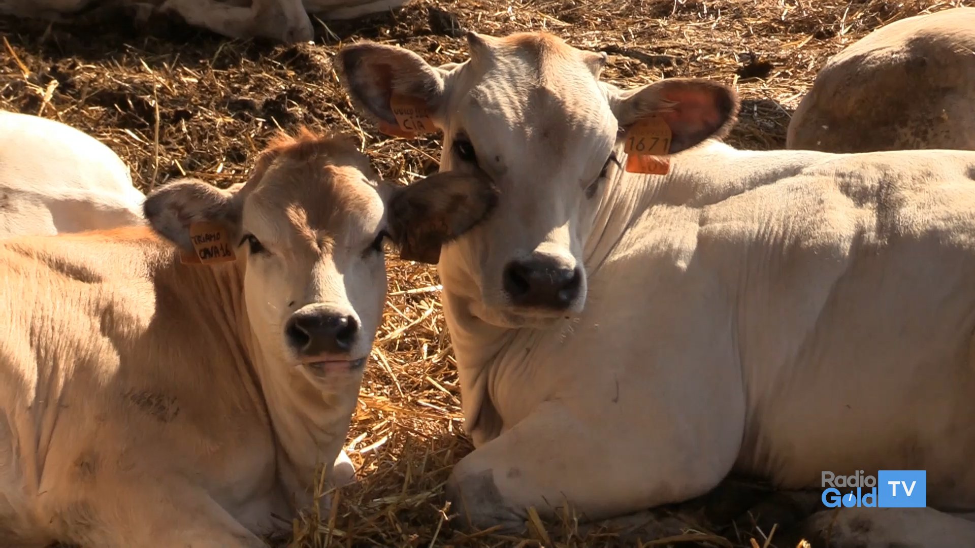 Troviamociatavola: raccontiamo le qualità della razza bovina piemontese