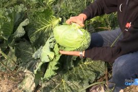 TroviamoCiATavola: come si coltiva la verza e come si cucina