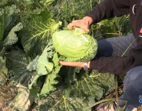 TroviamoCiATavola: come si coltiva la verza e come si cucina