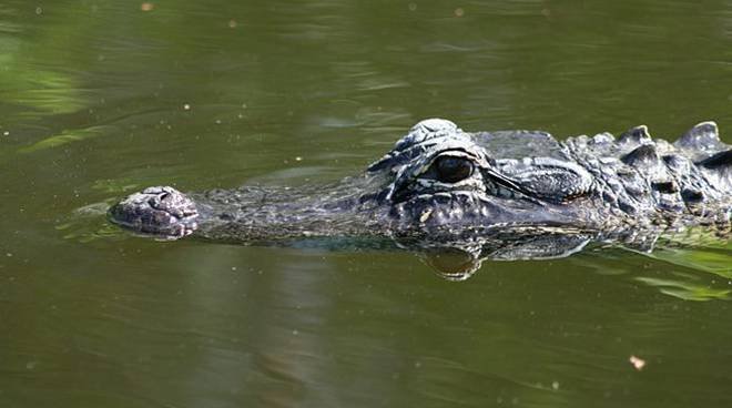 “Ho visto un coccodrillo nel canale”. A Castelnuovo Scrivia scattano le ricerche