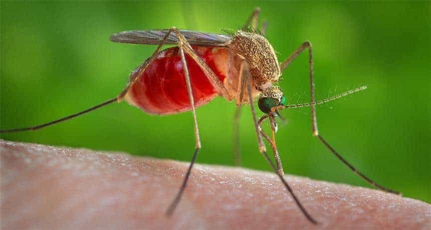 Cosa è l’Usutu virus trovato in una zanzara al Villaggio Commercianti