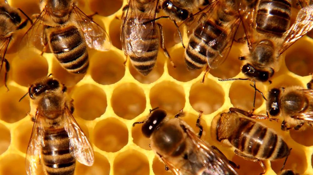 Bee active! Alla scoperta delle api