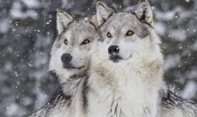 La storia del lupo, animale minacciato dalle nostre paure