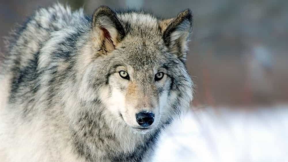 Il tempo dei lupi – Storia e luoghi di un animale favoloso