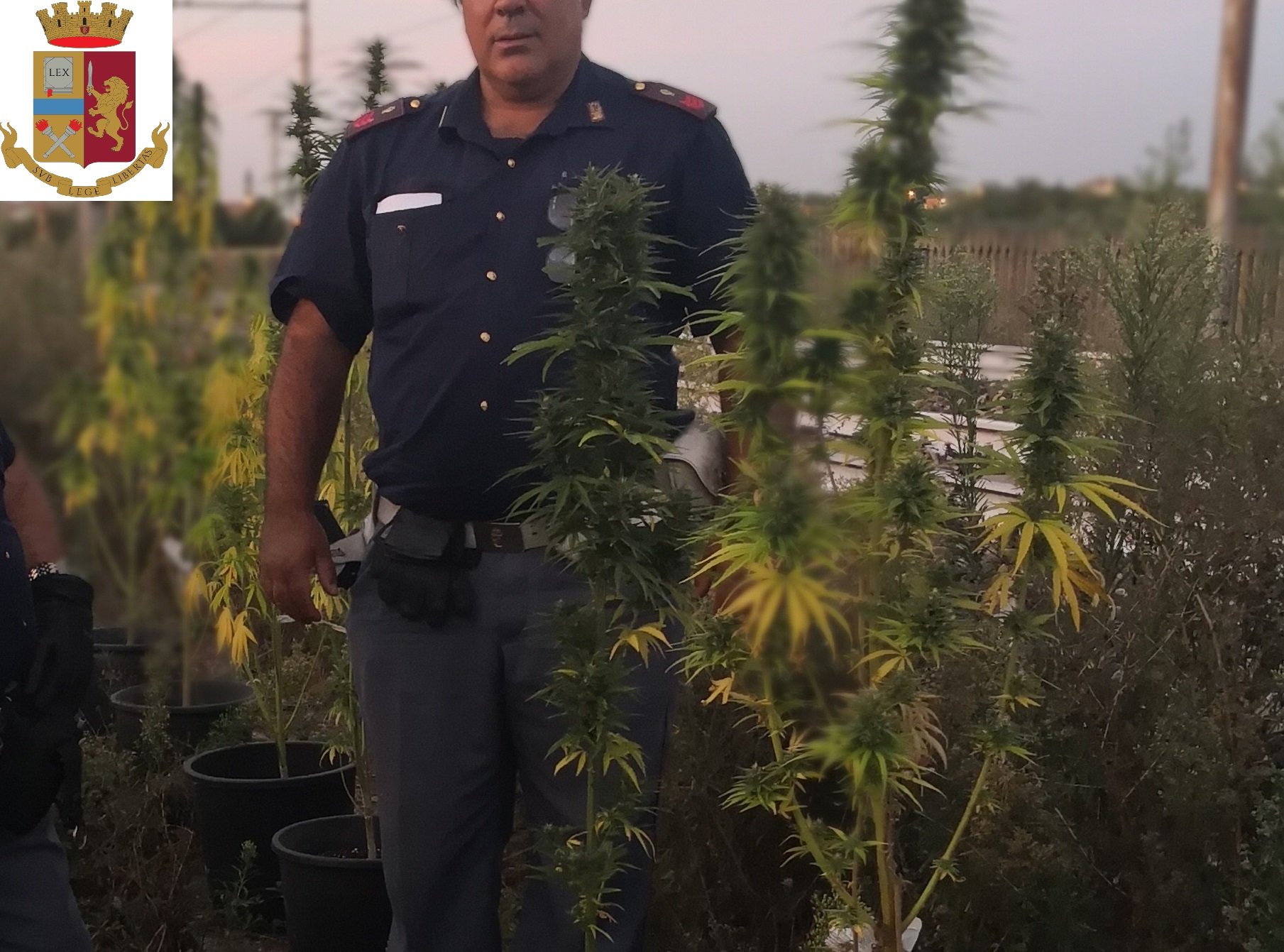 Un’altra piantagione di marijuana vicina allo scalo di Novi: due denunce