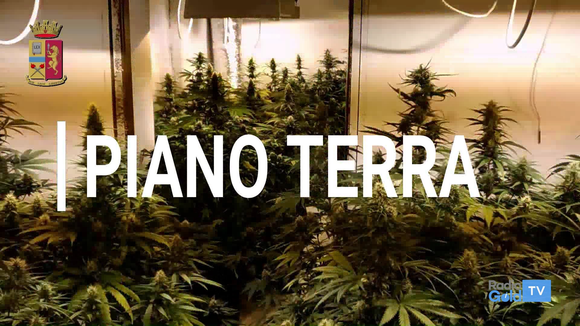 “Come in una puntata di Narcos”. Polizia trova 2 mila piante di marijuana in una cascina a Balzola