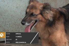 C’è posto per te: troviamo una famiglia a Dread