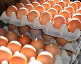 Nas di Alessandria sequestrano 300 mila uova con etichette contraffatte