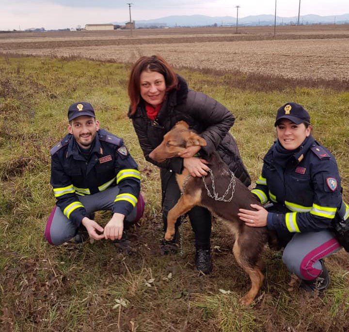 Era sparito dopo l’incidente: Polstrada Alessandria ritrova il cane Pablo