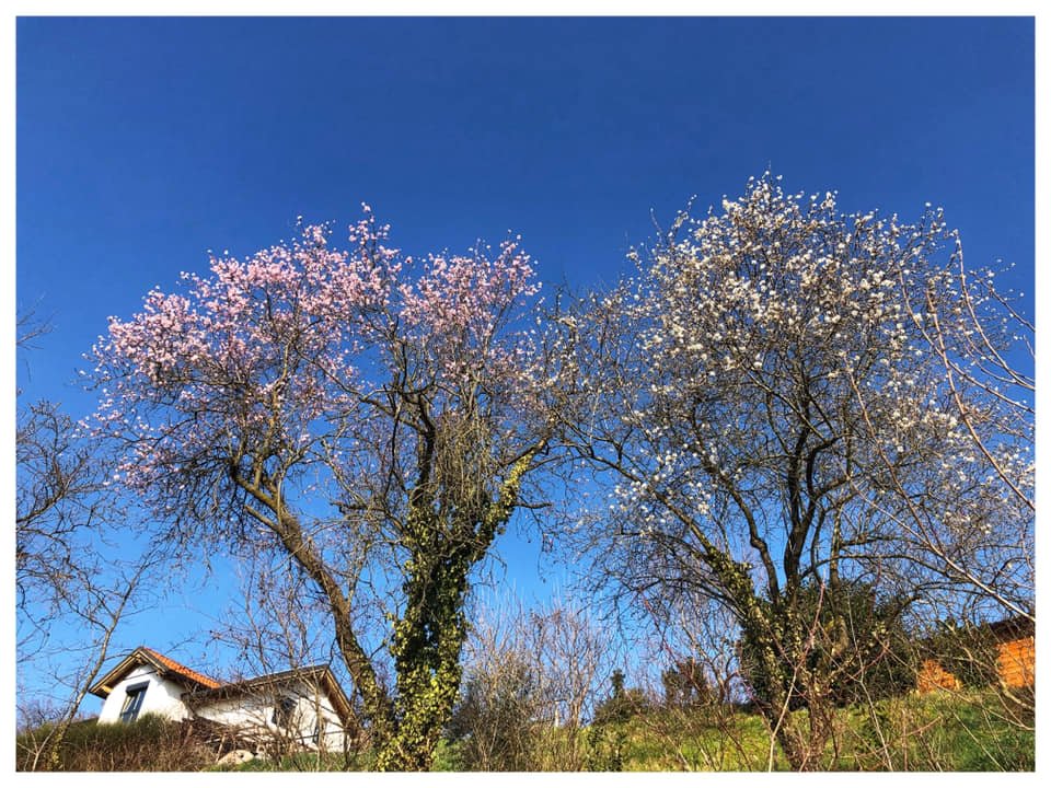 La finta primavera di febbraio con i mandorli già in fiore  