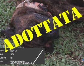 C’è posto per te. Troviamo una casa a Duma
