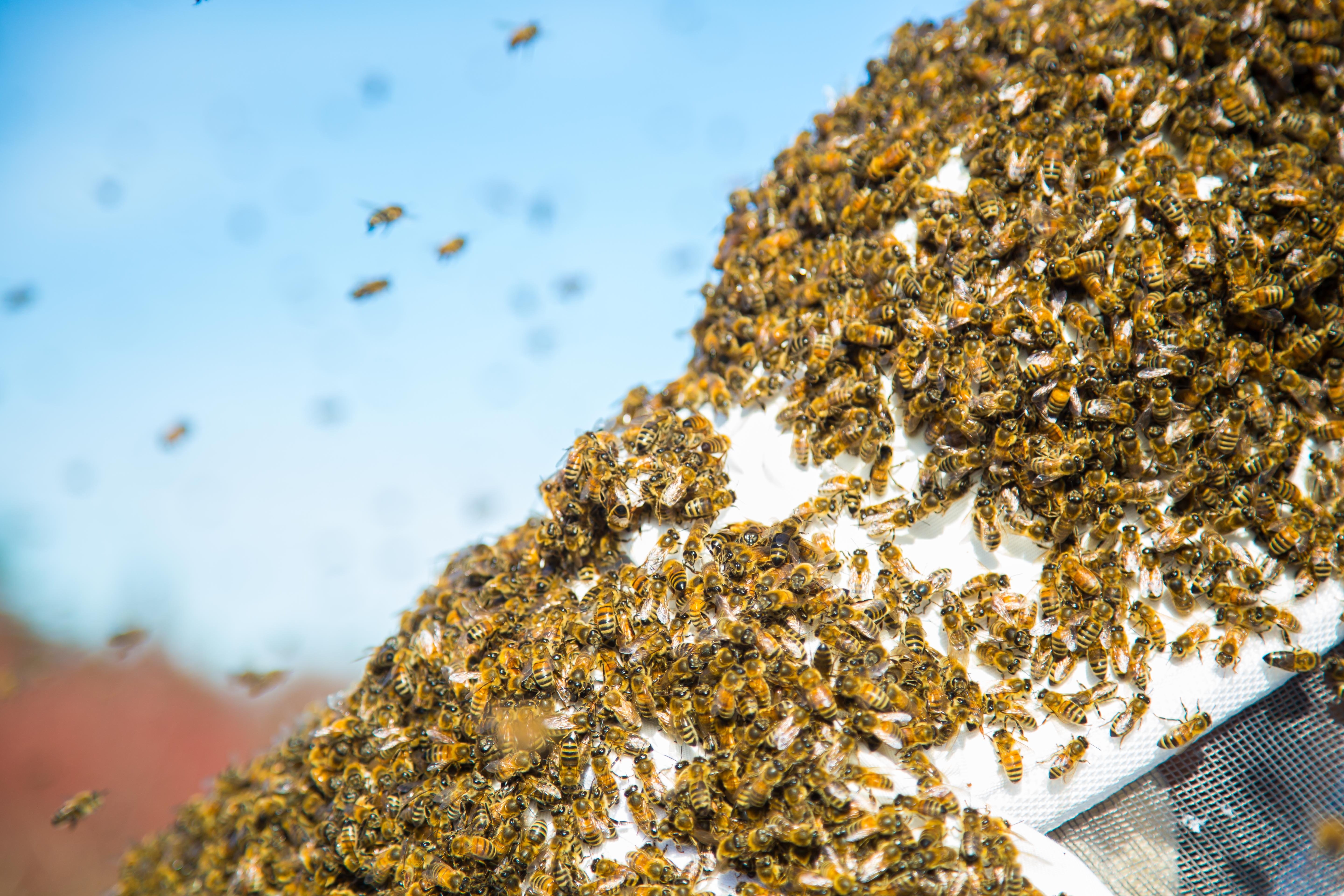 Sciamatura api allarma cittadini. “Non infastiditele e chiamate un apicoltore”