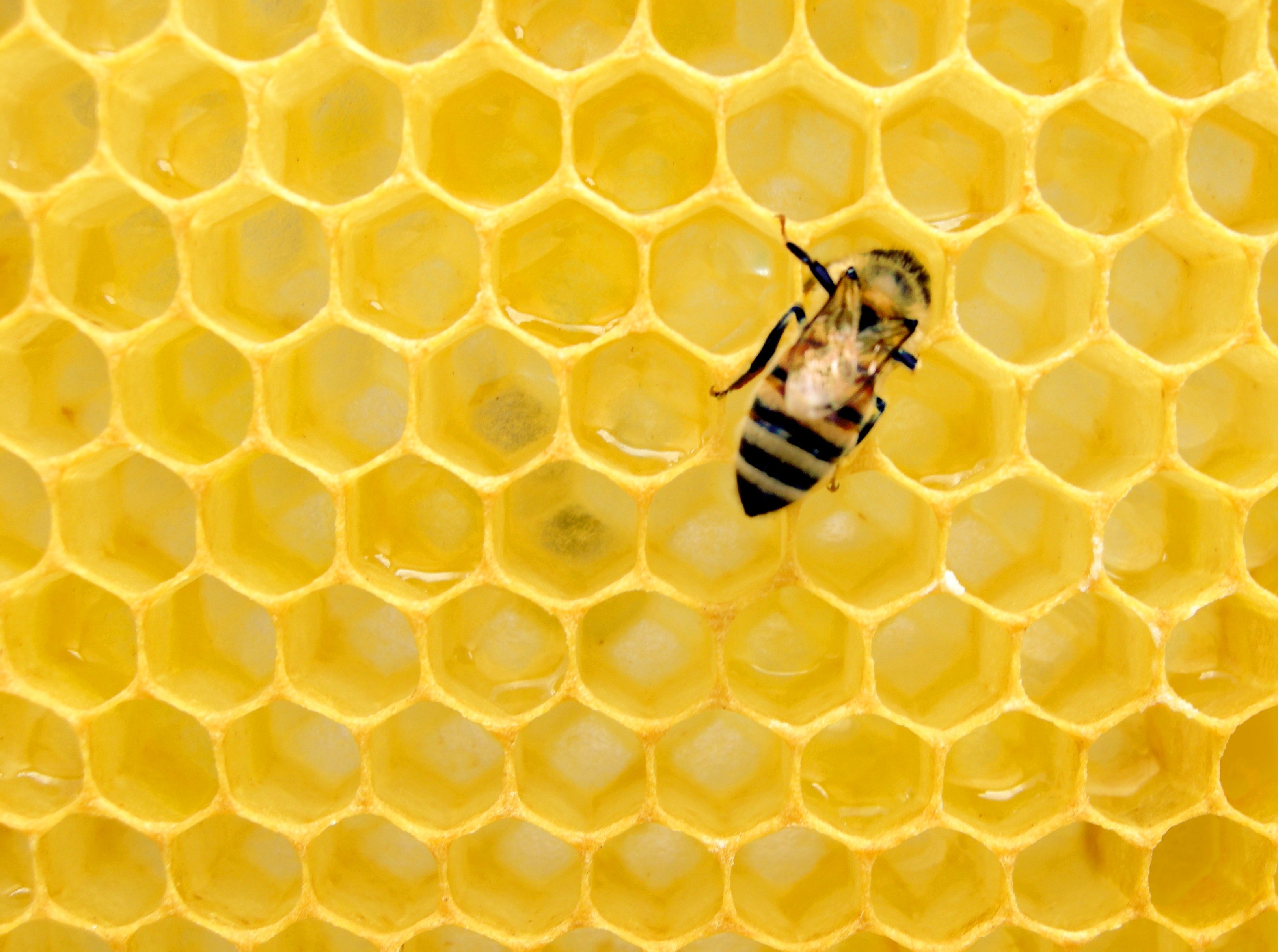 L’estate anomala rende raro il miele piemontese: verso il -70% della produzione