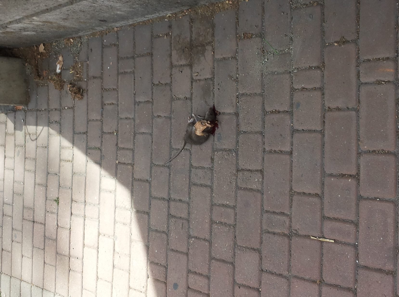 “Il topo morto in mezzo al marciapiede e non si sa chi debba rimuoverlo”