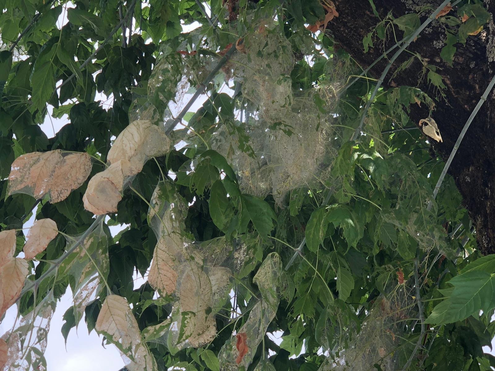 Alberi in via dell’Artigianato “pieni di ragnatele”. Disposto trattamento contro i lepidotteri