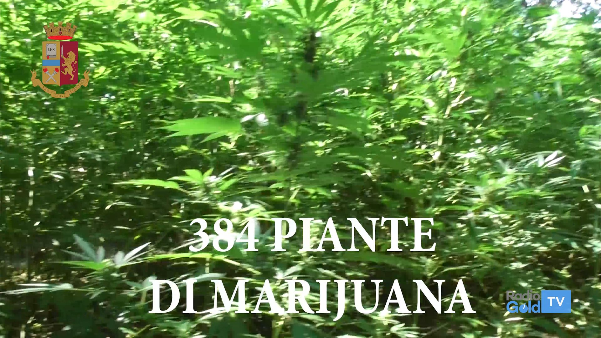 Con un drone controllava piantagione di marijuana a Predosa. Arrestato dalla Polizia