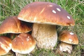 Raccolta funghi, i rischi e i pericoli da non sottovalutare