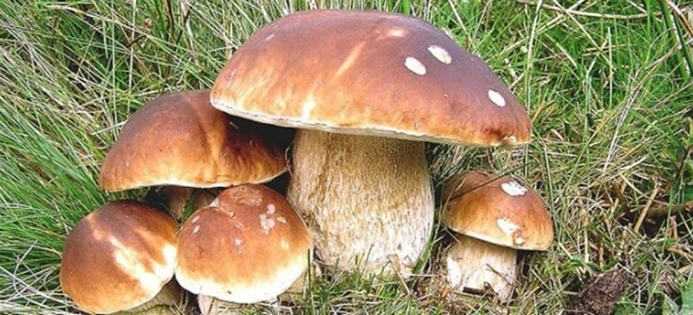 Raccolta funghi, i rischi e i pericoli da non sottovalutare