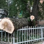 Cade un albero in via Tonso ad Alessandria