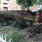 Cade un albero in via Tonso ad Alessandria