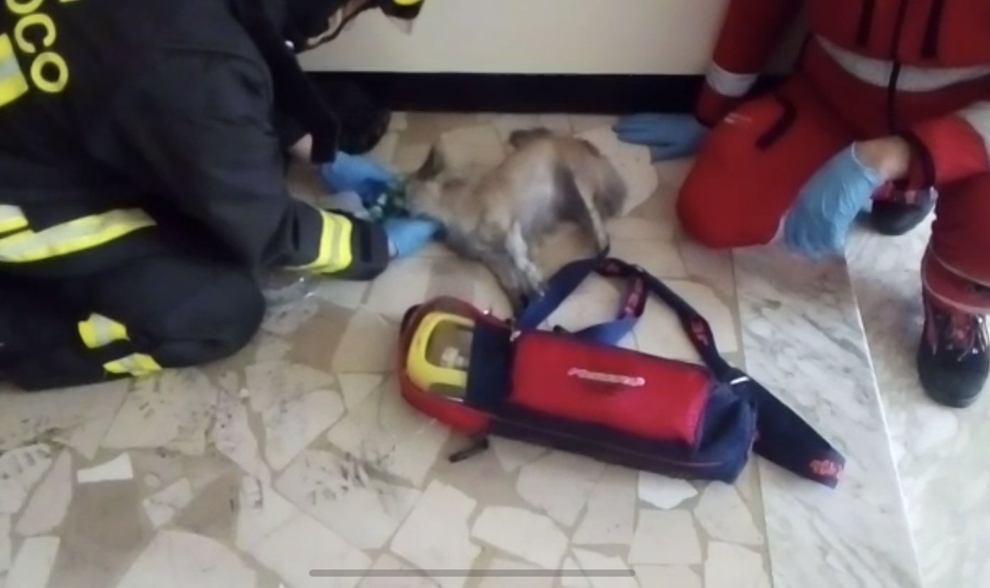 Principio di incendio in appartamento: cagnolina soccorsa e salvata in extremis
