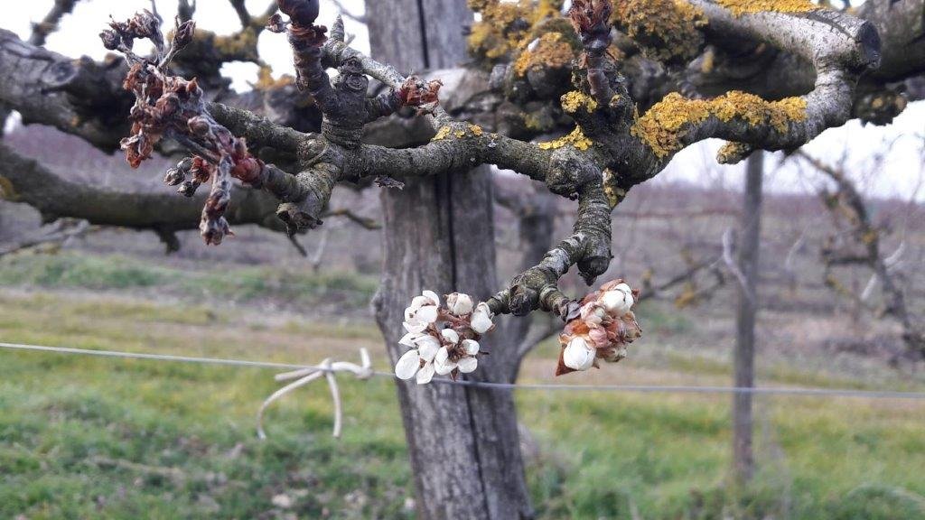 Già fiori e gemme sugli alberi da frutto: il tempo mite inganna la natura e minaccia i raccolti