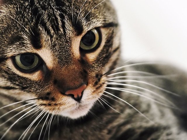 Giornata del Gatto: le frasi più belle dedicate al mondo felino