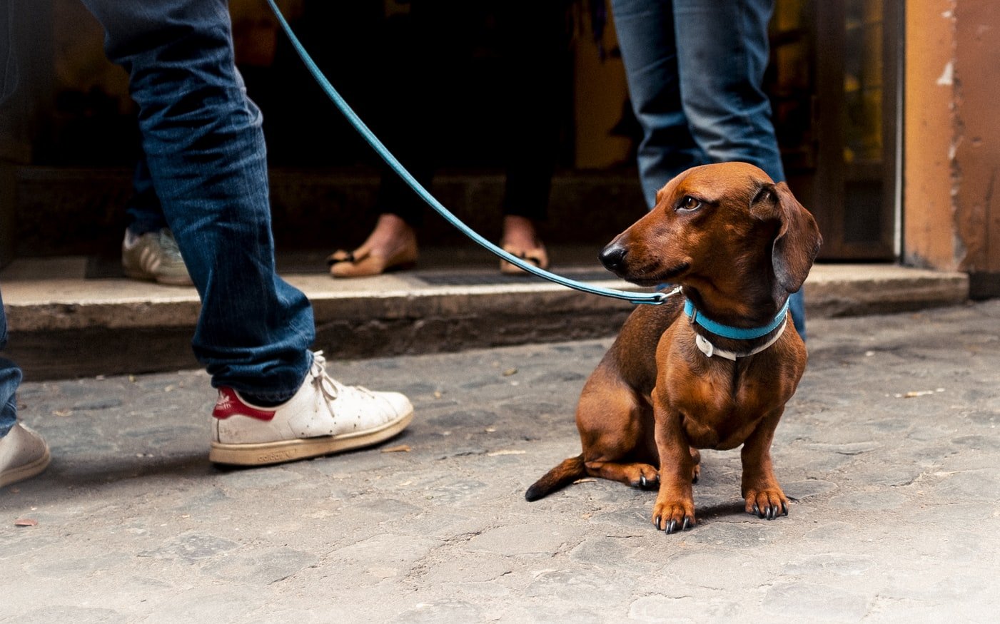 Calce sulla strada per inibire le deiezioni canine: intervengono gli Ispettori Ambientali