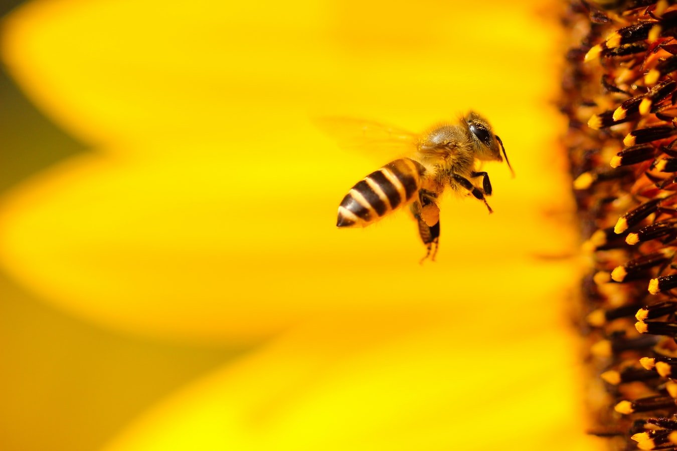 Le api fondamentali per l’esistenza dell’uomo ma sempre più a rischio: la situazione nell’Alessandrino